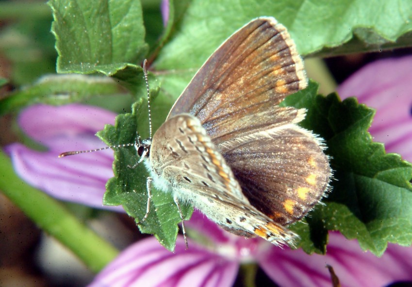 Aricia agestis e Polyommatus icarus